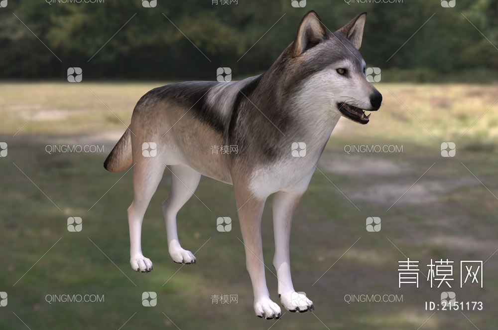 墨西哥灰狼 灰狼 墨西哥亚种 墨西哥狼 野生动物 生物3D模型下载【ID:2151173】