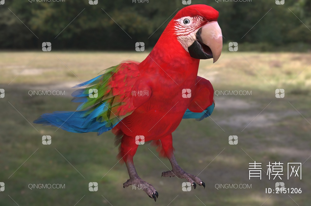 红绿翅膀金刚鹦鹉 小金刚鹦鹉 鸟类 生物 动物3D模型下载【ID:2151206】