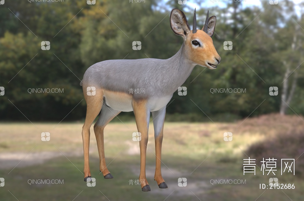 非洲小羚羊 野生动物 生物3D模型下载【ID:2152686】