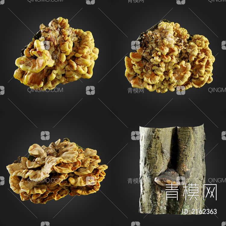 蘑菇 菌类 树干3D模型下载【ID:2162363】
