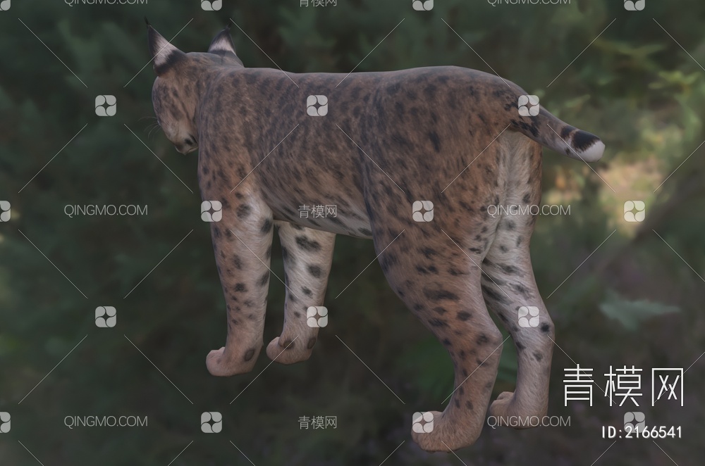 短尾猫 巴布猫 赤猞猁 北美山猫 红猫 野生动物3D模型下载【ID:2166541】