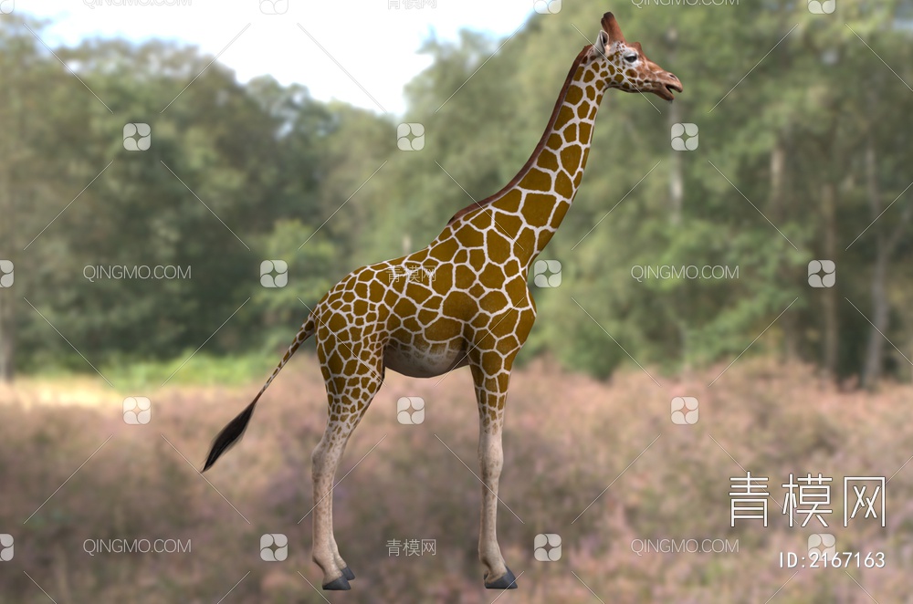 网纹长颈鹿 索马里长颈鹿 动物3D模型下载【ID:2167163】