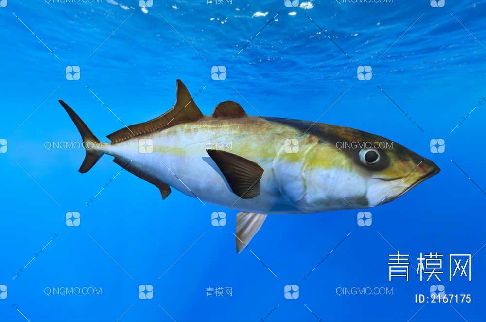 【黄尾鰤鱼 水中生物3D模型】-现代黄尾鰤鱼 水中生物3d模型下载-ID2167175-免费3Dmax模型库 - 青模3d模型网