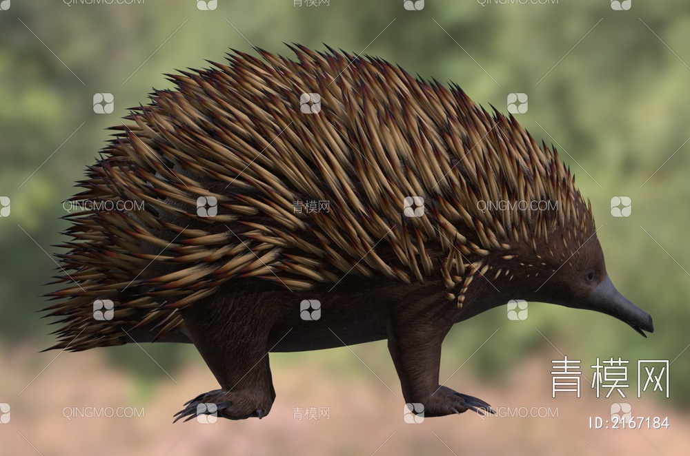 澳洲针鼹 短吻针鼹 刺食蚁兽 野生动物3D模型下载【ID:2167184】