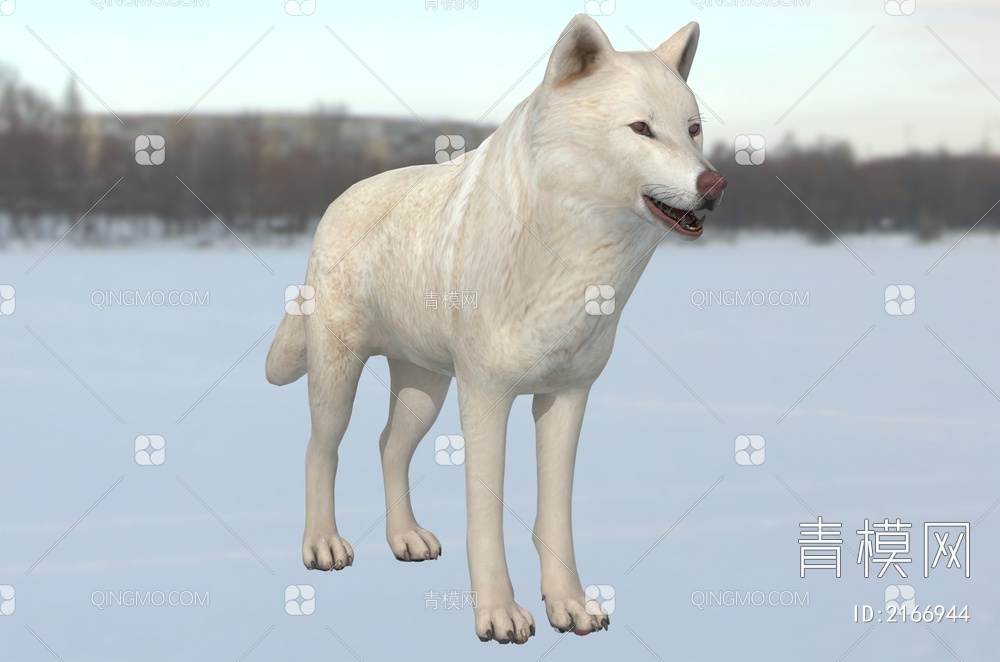 北极狼 白狼 动物3D模型下载【ID:2166944】