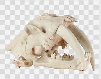 兽骨饰品psd下载【id:26090】