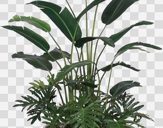 室内植物