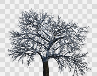 雪景树冬季树木
