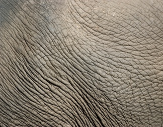大象皮纹