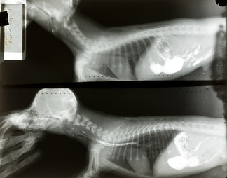 X射线-动物