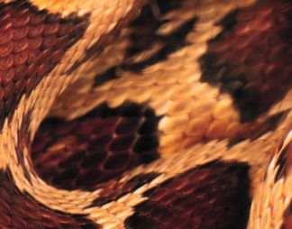 蛇皮纹