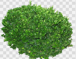 大叶黄杨13psd下载【id:88446】