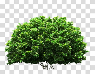 植物树