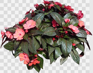 新几内亚凤仙psd下载【id:88679】