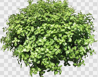 海桐01psd下载【id:88439】