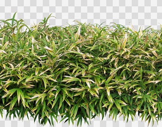 赤竹