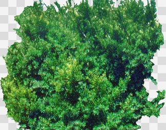 矮紫杉1