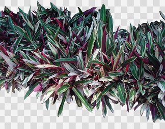 紫叶竹芋1