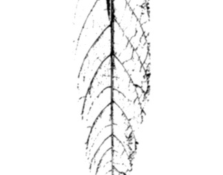 肌理生物理植样纹植样纹