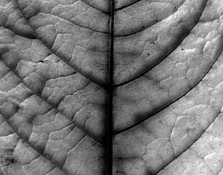 肌理生物理植样纹植样纹