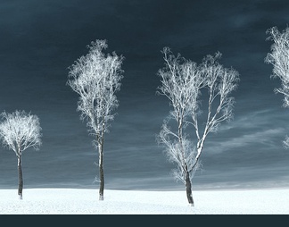 冬天的的榆树