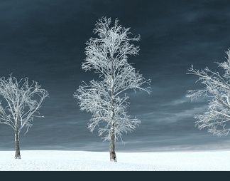 冬天的的栗树