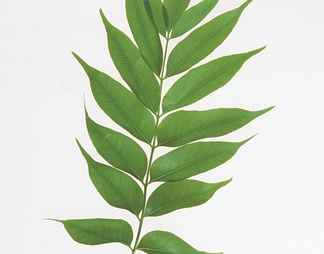 草叶贴图下载【id:160152】