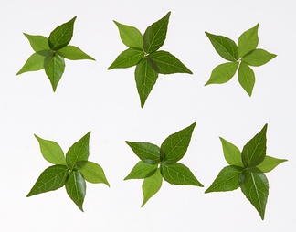 绿叶贴图库id: 160141绿叶贴图库id: 159893秋天树叶贴图库id: 159754