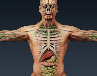 男人医学人体器官