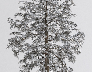 树雪景树