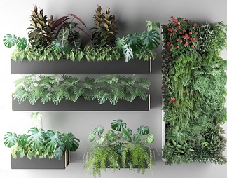 植物吊兰植物墙