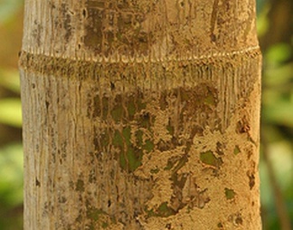 亚热带树皮