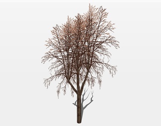枯树冬季树