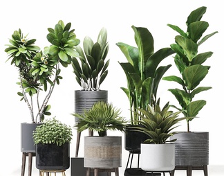 现代植物盆栽