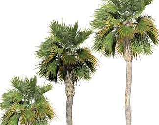  热带树 棕榈树