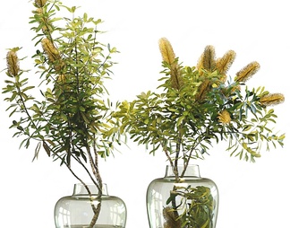 植物绿植花瓶