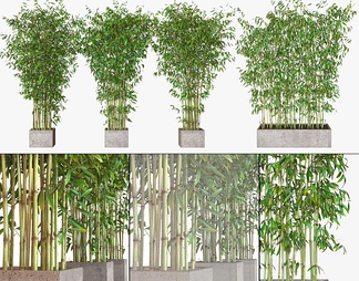 竹子盆栽植物