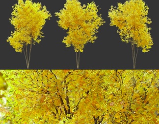 黄叶景观树