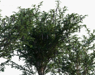 豆荚树   皂角树  树