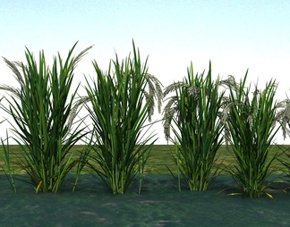 农业作物谷子、水稻