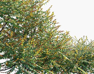 红珠仔  灌木 树