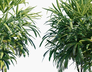 棕竹   植物  绿植