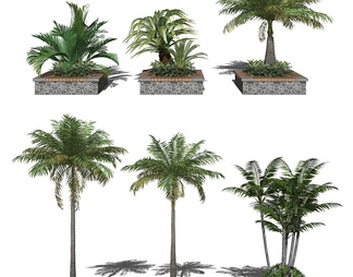 亚热带植物棕榈植物