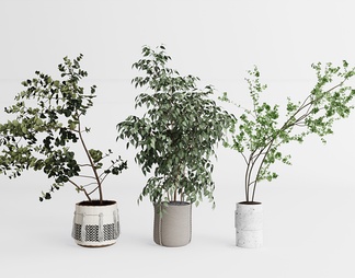 植物盆景 小盆栽 植物盆景 小盆栽SU模型下载【ID:619384】