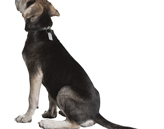 狗 犬 狗 犬psd下载【ID:623017】