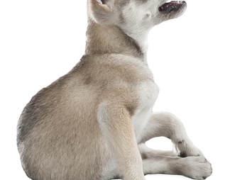哈士奇 小狗 狗 犬 哈士奇 小狗 狗 犬psd下载【ID:623437】