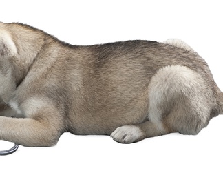 哈士奇 小狗 狗 犬 哈士奇 小狗 狗 犬psd下载【ID:623446】