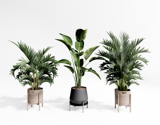 植物盆栽 芭蕉叶植物 植物盆栽 芭蕉叶植物SU模型下载【ID:674763】