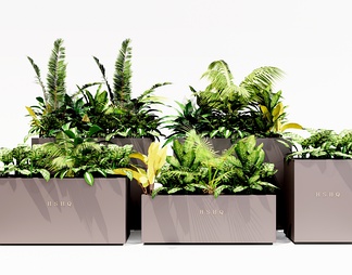 植物盆栽 绿植花箱