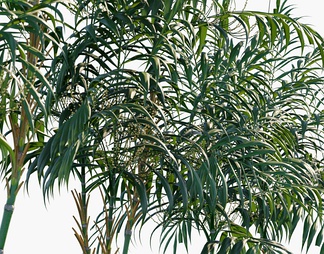树 棕榈